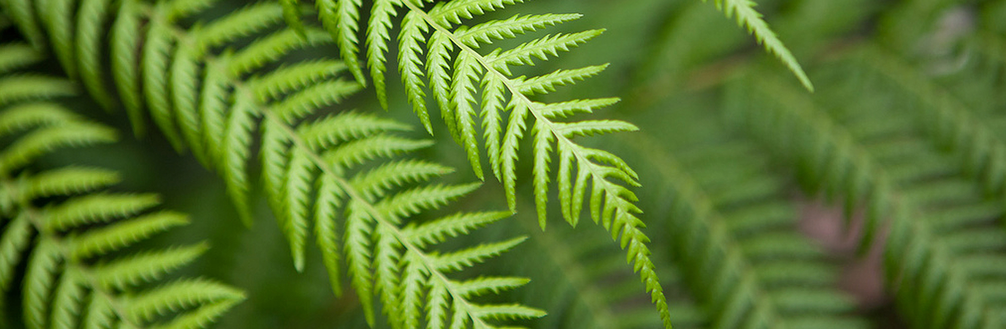 Hobart-Orofacial-Pain-and-Special-Needs-Clinic-Fern-Leaf-Slider2