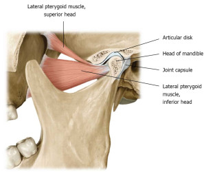 Hobart Orofacial Pain TMJ Anatomy Illustration