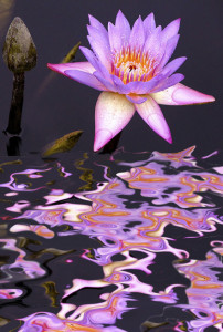 water lily pink